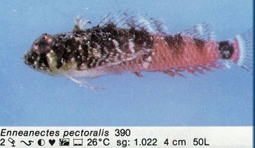 Enneanectes pectoralis